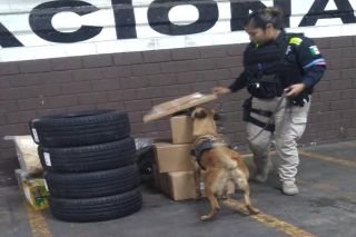 Unidad canina de la SSC de Puebla asegur&oacute; alrededor de tres kilogramos de posible droga; hay un detenido
