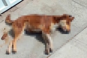 &iexcl;Indignante! Envenenan a 14 perros en Tehuac&aacute;n; animalistas promueven denuncias