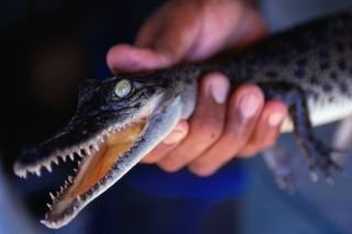 &iquest;Iba a clases? Cocodrilo entra a escuela de Veracruz y causa caos