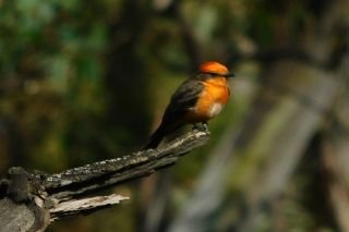 Ayuntamiento de Puebla realiza registro visual de aves en parques municipales