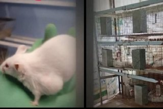 ​&iquest;Ciencia o Sadismo? La BUAP en la mira por torturar ratones en laboratorios de Psicolog&iacute;a
