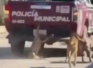 ​&ldquo;Quien maltrata a un animal, es m&aacute;s animal&rdquo;: Armenta fija postura firme ante crueldad en Xochiltepec