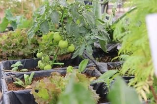 Ayuntamiento de Puebla invita a vivir un verano agroecol&oacute;gico