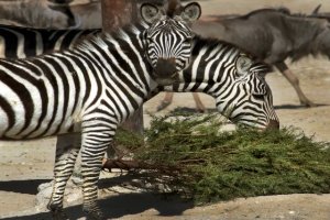 Llama Gobierno de la Ciudad a participar en campa&ntilde;a de reciclaje de &aacute;rboles navide&ntilde;os