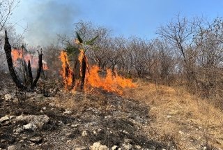 Incendio forestal en Jolalpan fue controlado y liquidado al 100%: Protecci&oacute;n Civil