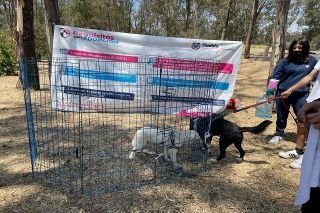En Puebla capital se pueden denunciar los actos de maltrato animal