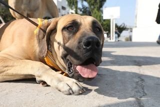 Ayuntamiento de Puebla rescat&oacute; 11 &lsquo;lomitos&rsquo; y los rehabilit&oacute; para su adopci&oacute;n