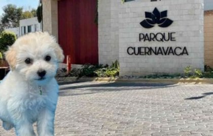 Ni Lomas de Angel&oacute;polis se salva: localizan criaderos clandestinos de perros en la zona