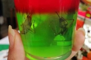 Crean cerveza a base de grillos en Quer&eacute;taro