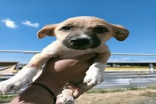 Ayuntamiento de Puebla invita a adoptar y dar una segunda oportunidad a animales de compa&ntilde;&iacute;a rescatados