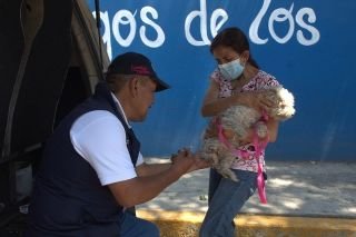 Vacunaci&oacute;n antirr&aacute;bica permanente en el municipio de Puebla