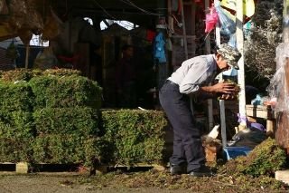 En Navidad, dile adi&oacute;s al musgo y al heno en los nacimientos; aqu&iacute; opciones