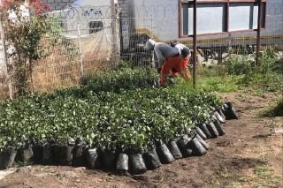 Fortalece Ayuntamiento de Puebla medio ambiente con la colocaci&oacute;n de ocho mil &aacute;rboles