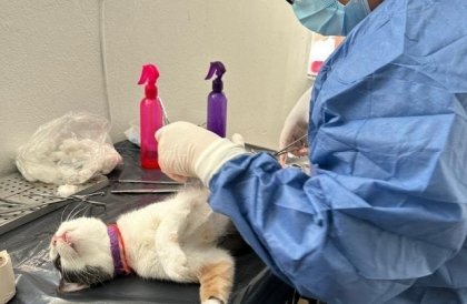 Xiutetelco consolida un programa permanente de salud para seres sintientes con su 45&ordf; jornada de esterilizaci&oacute;n gratuita