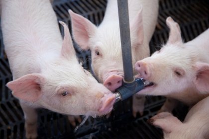 Granjas Carroll de M&eacute;xico y el uso del agua en su producci&oacute;n