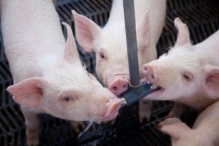 Granjas Carroll de M&eacute;xico y el uso del agua en su producci&oacute;n