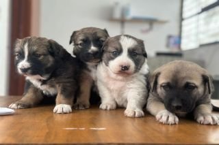 Con pl&aacute;ticas y jornadas de adopci&oacute;n, Ayuntamiento de Puebla promueve el bienestar animal&nbsp;