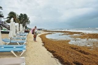 Aplican plan urgente contra el sargazo en Quintana Roo