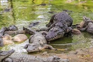 Madre avienta a su hijo a canal repleto de cocodrilos