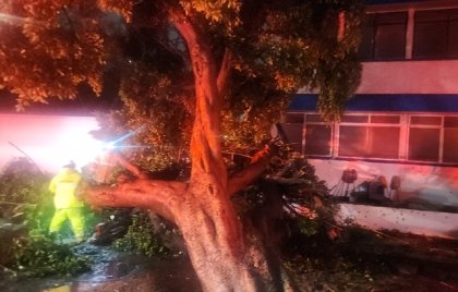 Atiende Gobierno de la Ciudad reportes por inundaciones y ca&iacute;da de &aacute;rbol