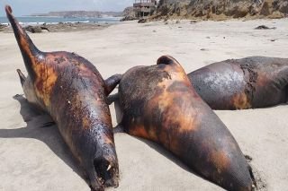 &iquest;Playas de Latinoam&eacute;rica contaminadas? &iexcl;Alerta, intoxicaci&oacute;n de turistas!