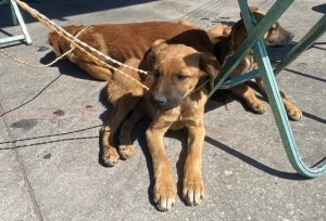 Realiza Gobierno de la Ciudad Jornada Integral de Atenci&oacute;n Animal en San Miguel Canoa