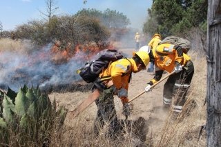 Labores preventivas, permiten resultados exitosos de la Polic&iacute;a Forestal