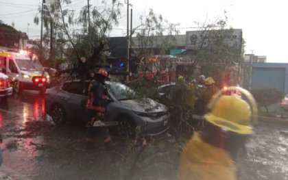 Muere una persona tras la ca&iacute;da de un &aacute;rbol sobre veh&iacute;culos en la Recta a Cholula