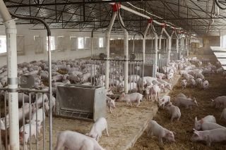 Granjas Carroll, primera empresa en M&eacute;xico certificada por cuidado y bienestar animal