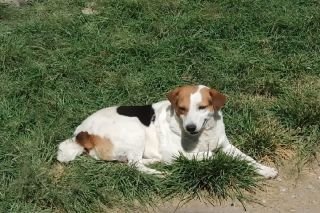 Arranca Ayuntamiento de Puebla jornadas de salud y bienestar para animales de compa&ntilde;&iacute;a