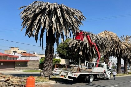 Gobierno de la Ciudad realiza intervenciones en palmeras en la Colonia La Paz y Avenida Ju&aacute;rez