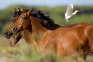 Australia sacrificar&aacute; a 10 mil caballos salvajes por amenazar especies end&eacute;micas