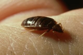 Hombre es devorado vivo por chinches en una c&aacute;rcel de EU