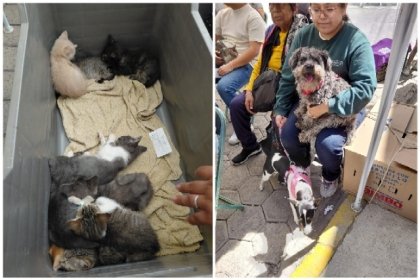 Acerca Gobierno de la Ciudad servicios de bienestar animal a colonias del municipio