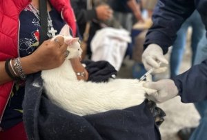 Refuerza Gobierno de la Ciudad jornadas de protecci&oacute;n animal en colonias Vicente Su&aacute;rez y Guadalupe Hidalgo