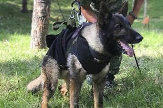 &iquest;De qu&eacute; muri&oacute; Proteo, perrito rescatista en Turqu&iacute;a? Entrenador responde