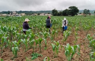 Biofertilizante de Altosano Granjas Carroll impulsa cultivos en Veracruz y Puebla