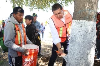 Con encalado, basado en criterios t&eacute;cnico-cient&iacute;ficos, se protege arbolado urbano