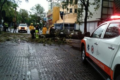 Atienden Protecci&oacute;n Civil y Control de Tr&aacute;nsito Municipal ca&iacute;da de &aacute;rbol en la Avenida Ju&aacute;rez, descarta personas lesionadas