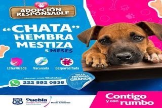 Invita Ayuntamiento de Puebla a adoptar &ldquo;lomitos&rdquo;&nbsp;de compa&ntilde;&iacute;a y evitar el abandono&nbsp;