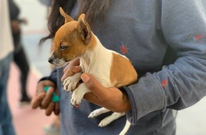 Jornada de Bienestar Animal beneficia a &eacute;quidos de trabajo, perros y gatos en San Andr&eacute;s Azumiatla