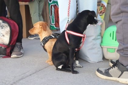 Se llev&oacute; a cabo Jornada de Esterilizaci&oacute;n en el marco del D&iacute;a Internacional de los Derechos de los Animales
