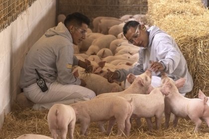 El Bienestar Animal, fundamental en procesos productivos de Altosano-Granjas Carroll