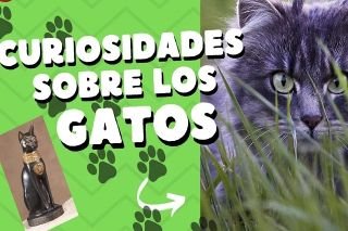 Datos curiosos sobre los gatos&nbsp;