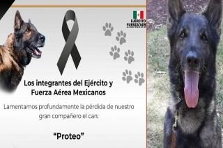 Misi&oacute;n cumplida, h&eacute;roe: muere &ldquo;Proteo&rdquo;, perro rescatista de M&eacute;xico en Turqu&iacute;a