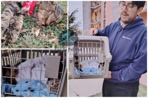 H&eacute;roes sin capa; pareja rescata a minino herido en El Rosario