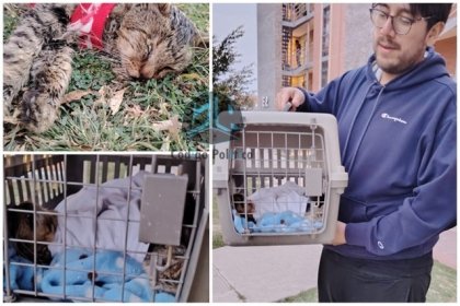 H&eacute;roes sin capa; pareja rescata a minino herido en El Rosario