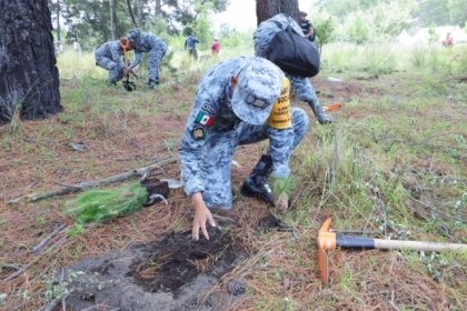 Desde Puebla, presidenta Sheinbaum firma decreto para reforestar a M&eacute;xico y restaurar ecosistemas