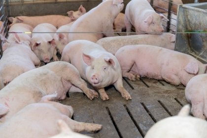 Gana Altosano Granjas Carroll Premio ROI Award 2026 en Smithfield Foods