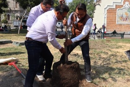 Celebra Gobierno de la Ciudad el 26 de enero como D&iacute;a Municipal del &Aacute;rbol Urbano